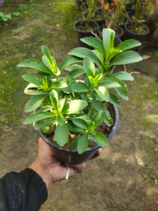 Stevia Plant 6 Inch Pot