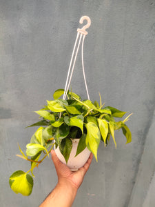 Philodendron Brasil 8" Hanging Pot