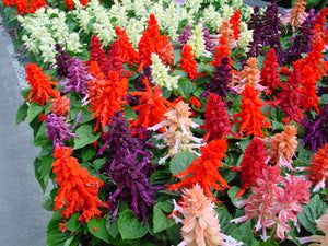 Salvia Any Color 4" Bag