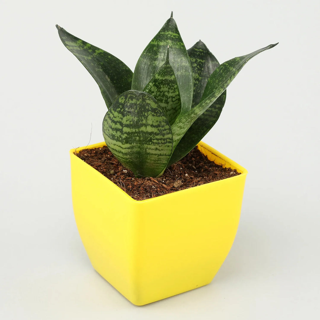 Green Dwarf Snake Plant 6" Square Yellow Pot