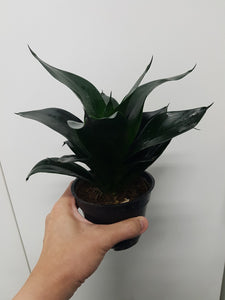 Green Jade Birdsnest Snake Plant - Sanseveria 5"Pot