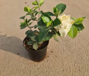 Gandhraj Gardenia Fragrant Flower Plant 7" Pot/Bag