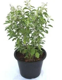 Shyama Tulsi 8" Mitti/Plastic Pot