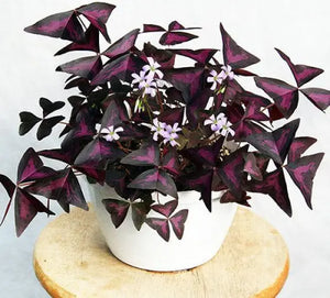 Oxalis Triangularis 6"Plastic Black Pot