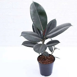 Rubber Plant Black 8" Pot