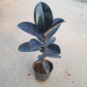 Rubber Plant Black 8" Pot