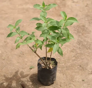 Allamanda Tiger (Peach Orange) - Plant 7" Bag