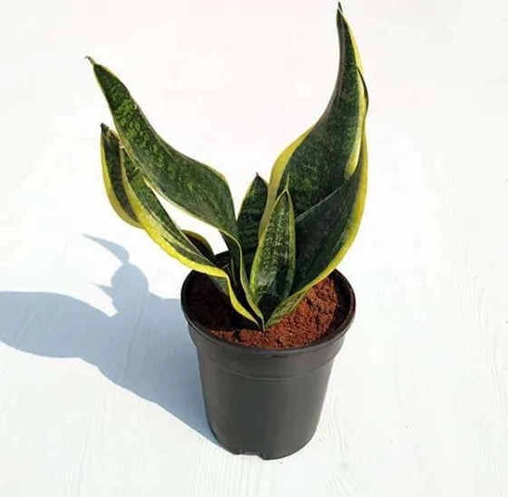 Sansevieria Trifasciata Laurentii Snake Plant 6" Pot