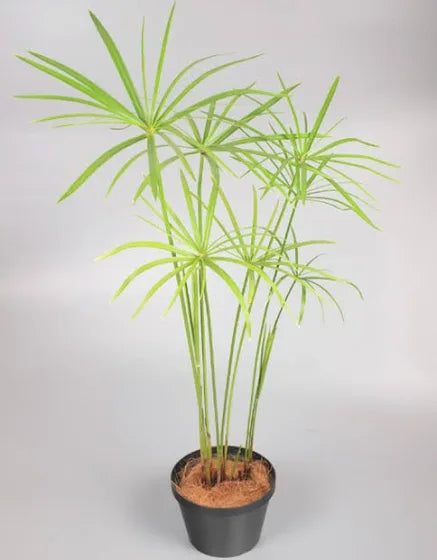 Umbrella Palm 7" Black Pot