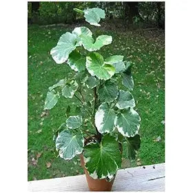 Aralia Dinner Plate 6" Bag Plant