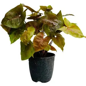 Chocolate Syngonium 5" Pot