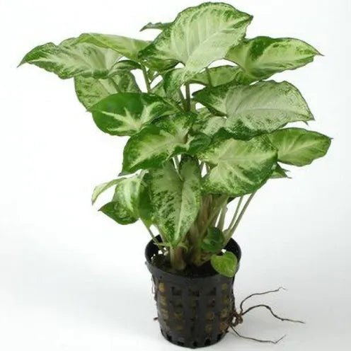 Syngonium 4" Black pot