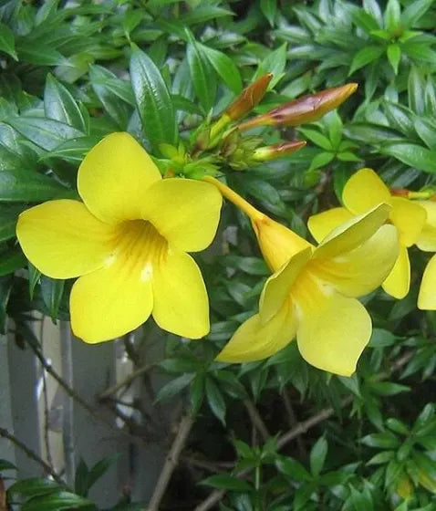 Allamanda Tiger (Yellow) - Plant 7"Bag