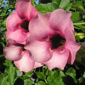 Allamanda Tiger (Peach Orange) - Plant 7" Bag