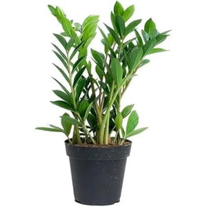 Zz- Zamia Green Plant -6" Pot