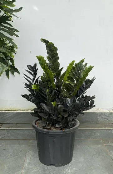 Zz -Zamia Black 6" Pot