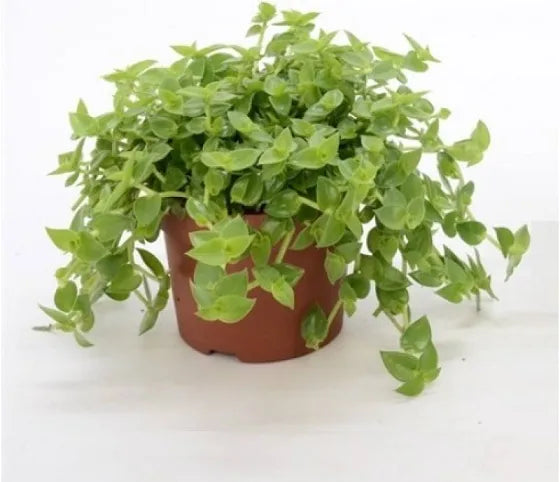 Turtle Vine 6" Pot