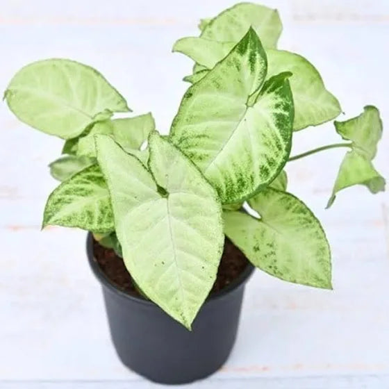 Syngonium Plant 5" Pot