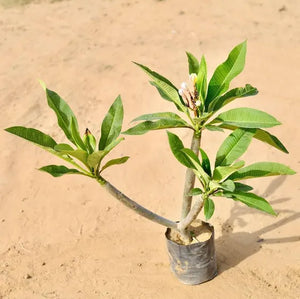 Plumeria,Champa (White Yellow) 10"Bag ~4Ft.