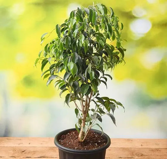 Ficus Benjamina, Weeping Fig - Plant 8" Pot/Bag 4-5 Ft.