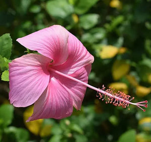 Hibiscus Pink Desi 7" Bag