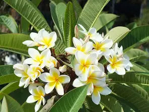 Plumeria,Champa (White Yellow) 10"Bag ~4Ft.