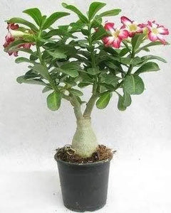 Adenium 6" Pot