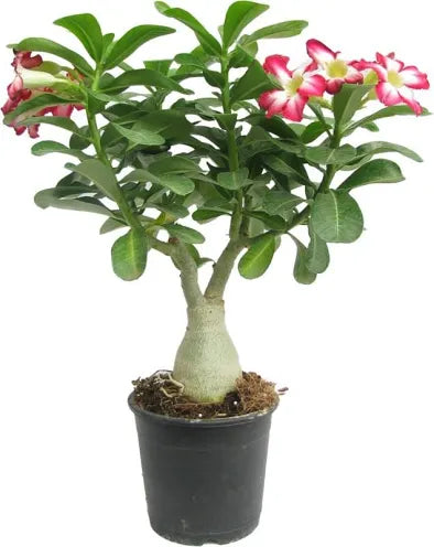 Adenium 6" Pot