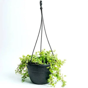 Tangled heart (Plectranthus prostratus) Vine 8" Hanging Pot