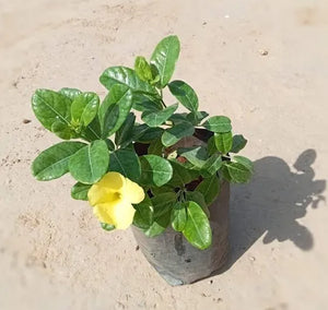 Allamanda Creeper Yellow 6" Bag