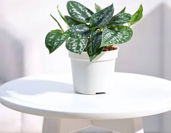 Satin Pothos 5" Black/White Pot