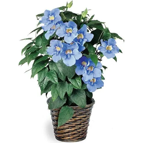 Thunbergia Grandiflora 8" Black Pot