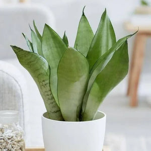 Sansevieria Moonshine (Snake Plant) 6" White Pot