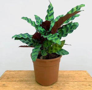 Calathea Rattlesnake Plant 5" Pot