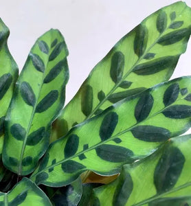 Calathea Rattlesnake Plant 5" Pot