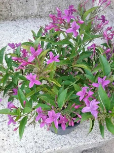 Purple Tagar/Crape Jasmine/Nil Tagar/Eranthemum 8" Pot