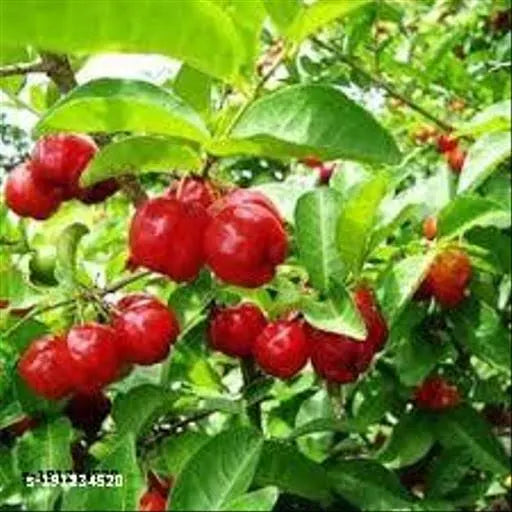 Cherry Fruit Plant 7" Bag 2-3 ft