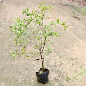 Anar/Pomegranate Grafted 7" bag 3 Ft