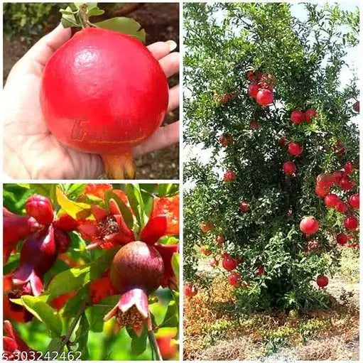 Anar/Pomegranate Grafted 7" bag 3 Ft