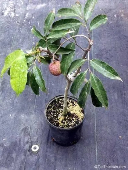 Lichi Plant 10" Pot 2-3 ft