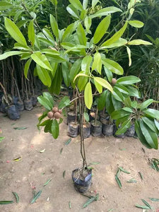 Sapodilla/Chiku Grafted Plant 7" bag 3ft