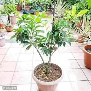 Sapodilla/Chiku Grafted Plant 7" bag 3ft