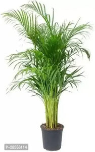 Areca Palm 6-7 Ft 12" Pot