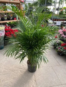 Areca Palm 6-7 Ft 12" Pot