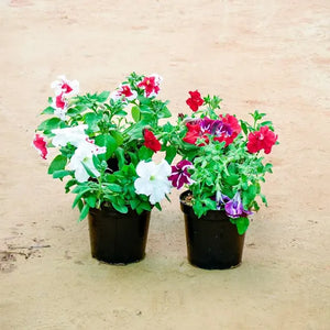 Petunia Any color 6" Black Pot each plant