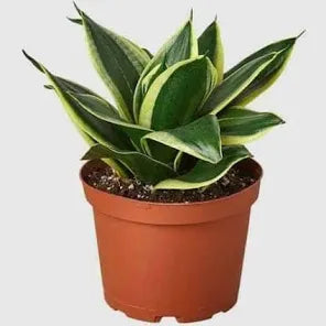 Lotus Snake Plant 5" Black Pot