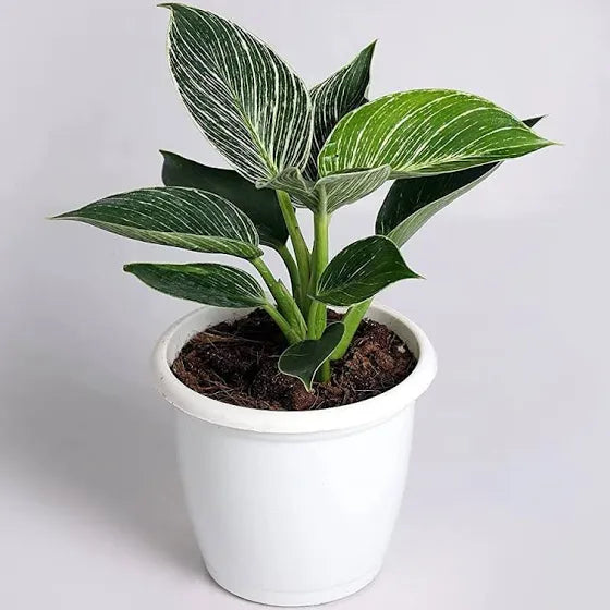 Birkin Plant 6"White Pot