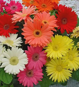 Gerbera Any Color 6" Pot