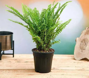 Boston Fern 6" Bag/Pot