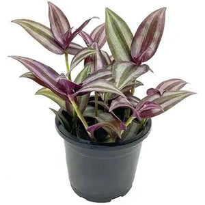 Wandering Jew Plant 4" Pot